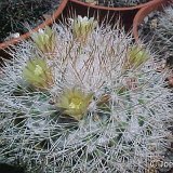 Mammillaria evermanniana JL  (Only one plant is available - Une seule plante est disponible)    ÉPUISÉ - OUT of STOCK - AGOTADO